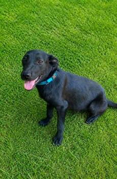 Lucy -  Shepherd and Labrador Retriever Dog for Adoption in El Dorado, Arkansas - Lucy | PetCurious
