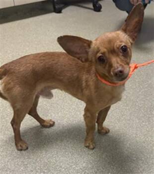 Chihuahua Dogs Available for Adoption in Las Vegas, Nevada - CHAD | PetCurious