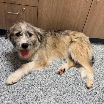 Murphy -  Poodle and Mixed Breed Dog for Adoption in Great Falls, Montana - Murphy | PetCurious