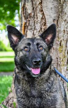 Molly -  Shepherd and Siberian Husky Dog for Adoption in Yakima, Washington - Molly | PetCurious