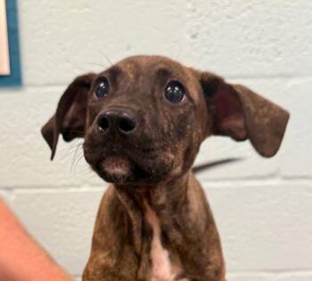 Rum Raisin -  Black Mouth Cur and Mixed Breed Dog for Adoption in Cape Coral, Florida - Rum Raisin | PetCurious