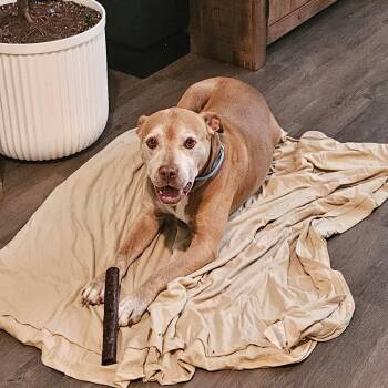 Rescue Yellow Labrador Retriever Dogs for Adoption in Calabash, North Carolina - Big B | PetCurious