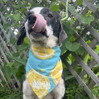 Ivy -  Hound and Mixed Breed Dog for Adoption in West Point, Mississippi - Ivy | PetCurious