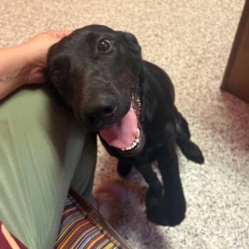 Tessa- 100605U -  Black Labrador Retriever and Mixed Breed Dog for Adoption in Tupelo, Mississippi - Tessa- 100605U | PetCurious
