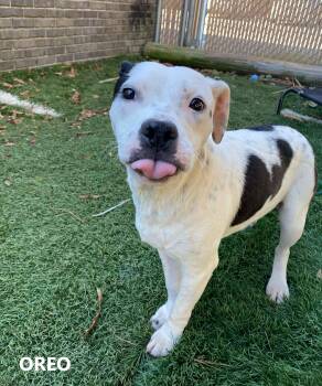 Oreo -  American Bulldog Dog for Adoption in Washington, Georgia - Oreo | PetCurious