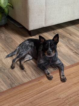 Skye -  Australian Cattle Dog Blue Heeler Dog for Adoption in Stewart Manor, New York - Skye | PetCurious