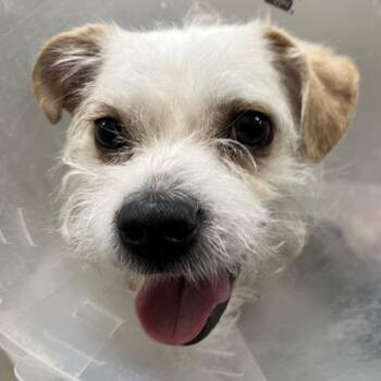Chihuahua and Terrier Dogs Available for Adoption in Las Vegas, Nevada - Bill Furry 53616 | PetCurious