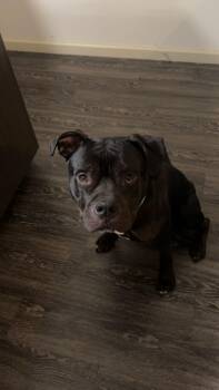 American Bulldog Dogs Available for Adoption - Cheeseburger (159459) (In A Foster Home) | PetCurious