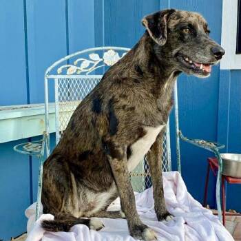 Jolee -  Catahoula Leopard Dog Dog for Adoption in Corpus Christi, Texas - Jolee | PetCurious