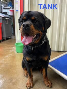 Tank -  Rottweiler Dog for Adoption in Warrenton, Missouri - Tank | PetCurious