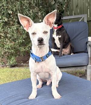 Nitro -  Chihuahua Dog for Adoption in Brookshire, Texas - Nitro | PetCurious
