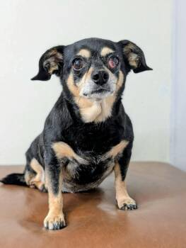 Peaches -  Chihuahua Dog for Adoption in Las Vegas, Nevada - Peaches | PetCurious