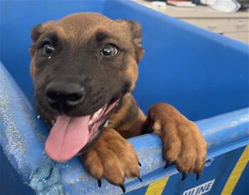 Mixed Breed Dogs Available for Adoption in Dallas, Texas - WILLOW | PetCurious