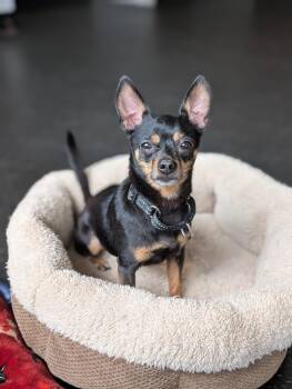 Sierra and Reggie -  Chihuahua and Miniature Pinscher Dog for Adoption in Sudbury, Massachusetts - Sierra And Reggie | PetCurious