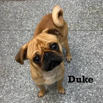 Duke -  Pug and Mixed Breed Dog for Adoption in Parkersburg, West Virginia - Duke | PetCurious