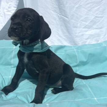 Mahogany -  Mixed Breed Dog for Adoption in Canal Winchester, Ohio - Mahogany | PetCurious