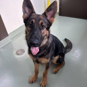 SVAS-Stray-39294 -  German Shepherd Dog Dog for Adoption in Lyndhurst, Virginia - SVAS-Stray-39294 | PetCurious