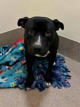 Rescue Pit Bull Terrier and Mixed Breed Dogs for Adoption in Everett, Washington - Trevor | PetCurious