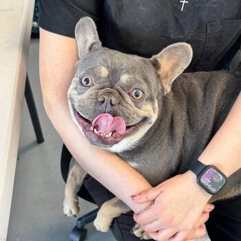 Valentino -  French Bulldog Dog for Adoption in Chico, California - Valentino | PetCurious