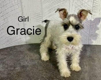 Rescue Schnauzer Dogs for Adoption in Los Angeles, California - Gracie | PetCurious
