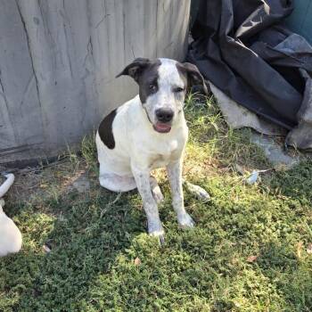 POPPY -  Australian Cattle Dog Blue Heeler Dog for Adoption in Queen City, Texas - POPPY | PetCurious