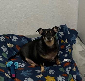 Buddy -  Chihuahua Dog for Adoption in Denham Springs, Louisiana - Buddy | PetCurious
