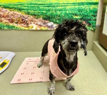 A552500 -  Poodle and Mixed Breed Dog for Adoption in Moreno Valley, California - A552500 | PetCurious