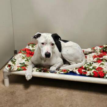 Stormy -  Mixed Breed Dog for Adoption in Spokane, Washington - Stormy | PetCurious