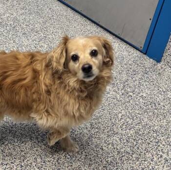 Cocker Spaniel and Golden Retriever Dogs Available for Adoption in Golden, Colorado - Shadow | PetCurious