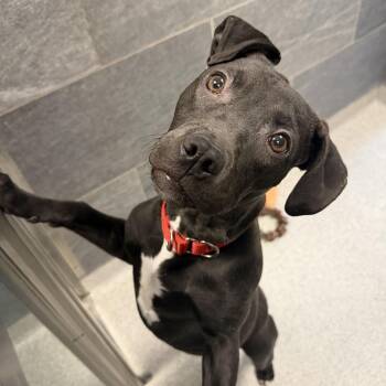 Mixed Breed Dogs Available for Adoption - Brownie | PetCurious