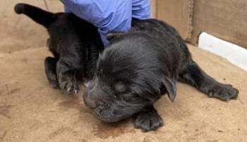 Pit Bull Terrier Dogs Available for Adoption in Houston, Texas - A654949 | PetCurious