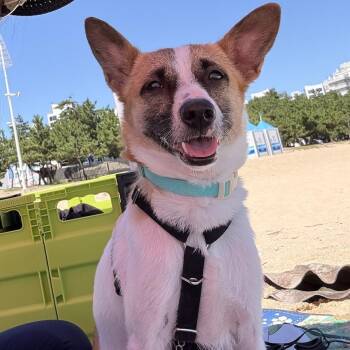 Dugi -  Jack Russell Terrier and Beagle Dog for Adoption in Morristown, New Jersey - Dugi | PetCurious