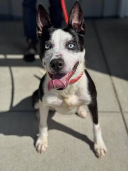 Rabbit -  Husky and Border Collie Dog for Adoption in Benton Harbor, Michigan - Rabbit | PetCurious