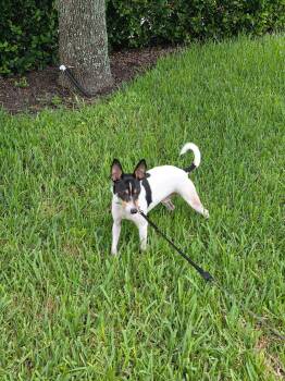 Bobby -  Rat Terrier Dog for Adoption in Orlando, Florida - Bobby | PetCurious