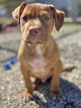 American Bully Dogs Available for Adoption in Ilderton, Ontario - Quincy | PetCurious