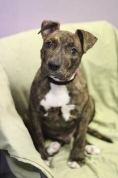 Recovery in NH. Come Meet our Adoptable Dogs Wednesday-Saturday. -  Terrier Dog for Adoption in Manchester, New Hampshire - Recovery In NH. Come Meet Our Adoptable Dogs Wednesday-Saturday. | PetCurious