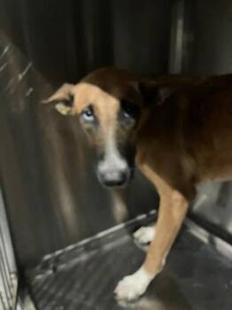 CLAWDEEN -  Mixed Breed Dog for Adoption in Dallas, Texas - CLAWDEEN | PetCurious