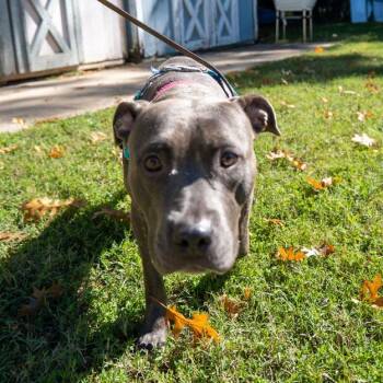 Bridget Jones Diary -  Pit Bull Terrier Dog for Adoption in Baltimore, Maryland - Bridget Jones Diary | PetCurious