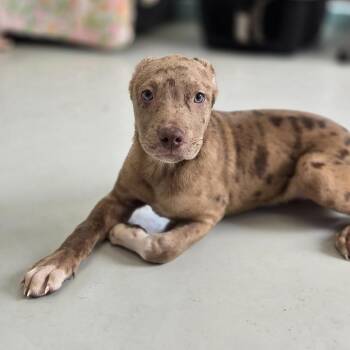 Shepherd and Mixed Breed Dogs Available for Adoption - Bruno | PetCurious