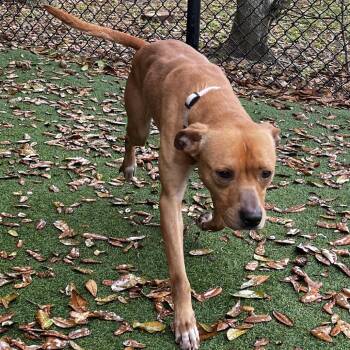 Labrador Retriever Dogs Available for Adoption - Oakley | PetCurious