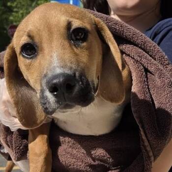 Wendy -  Mixed Breed Dog Available for Adoption in Voorhees Township, New Jersey - Wendy | PetCurious