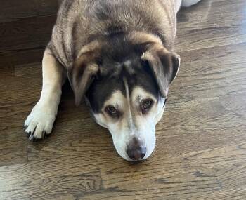 Drake -  Husky and Labradoodle Dog for Adoption in Petaluma, California - Drake | PetCurious
