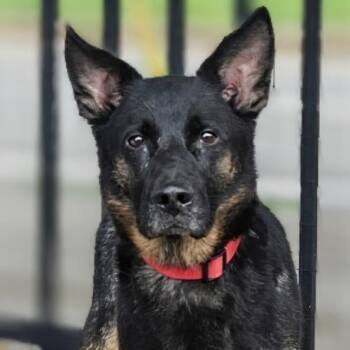 Nala -  German Shepherd Dog Dog for Adoption in Buffalo, New York - Nala | PetCurious