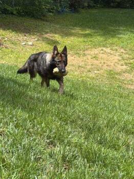Phaedra -  German Shepherd Dog Dog for Adoption in Spruce Pine, North Carolina - Phaedra | PetCurious