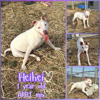 Pit Bull Terrier Dogs Available for Adoption - HeiHei | PetCurious