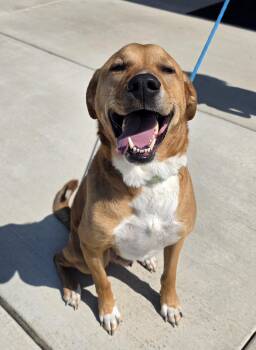 Moose -  Great Pyrenees and Doberman Pinscher Dog for Adoption in Newport, Oregon - Moose | PetCurious