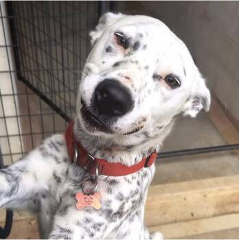 Mixed Breed Dogs Available for Adoption in Marble Falls, Texas - Dice | PetCurious