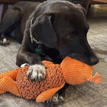 Mr. Norris -  Black Labrador Retriever Dog for Adoption in San Diego, California - Mr. Norris | PetCurious