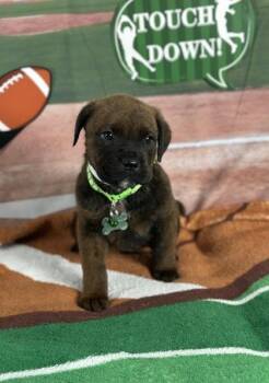 Rottweiler and Mixed Breed Dogs Available for Adoption - Cornerback | PetCurious