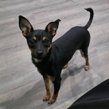 Sassy -  Rat Terrier and Chihuahua Dog for Adoption in Foley, Alabama - Sassy | PetCurious